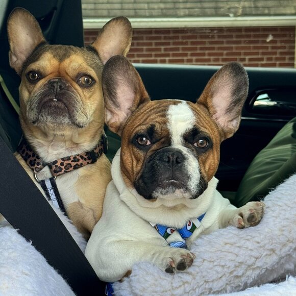 Meet your Posher, Angella - Picture 1 of 15